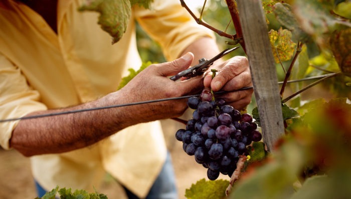 person cutting grapes from vineyard