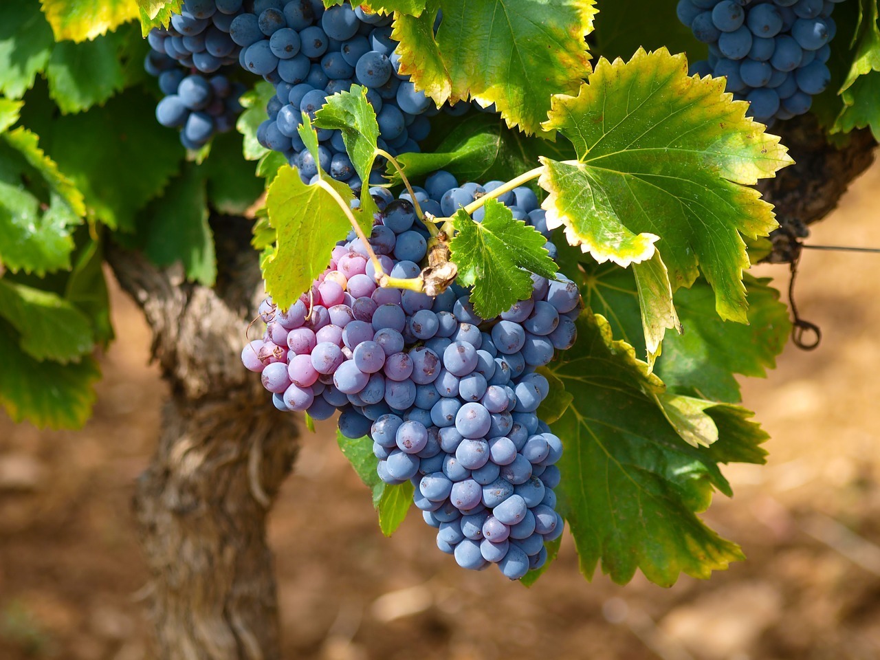 2023 grape harvest in france